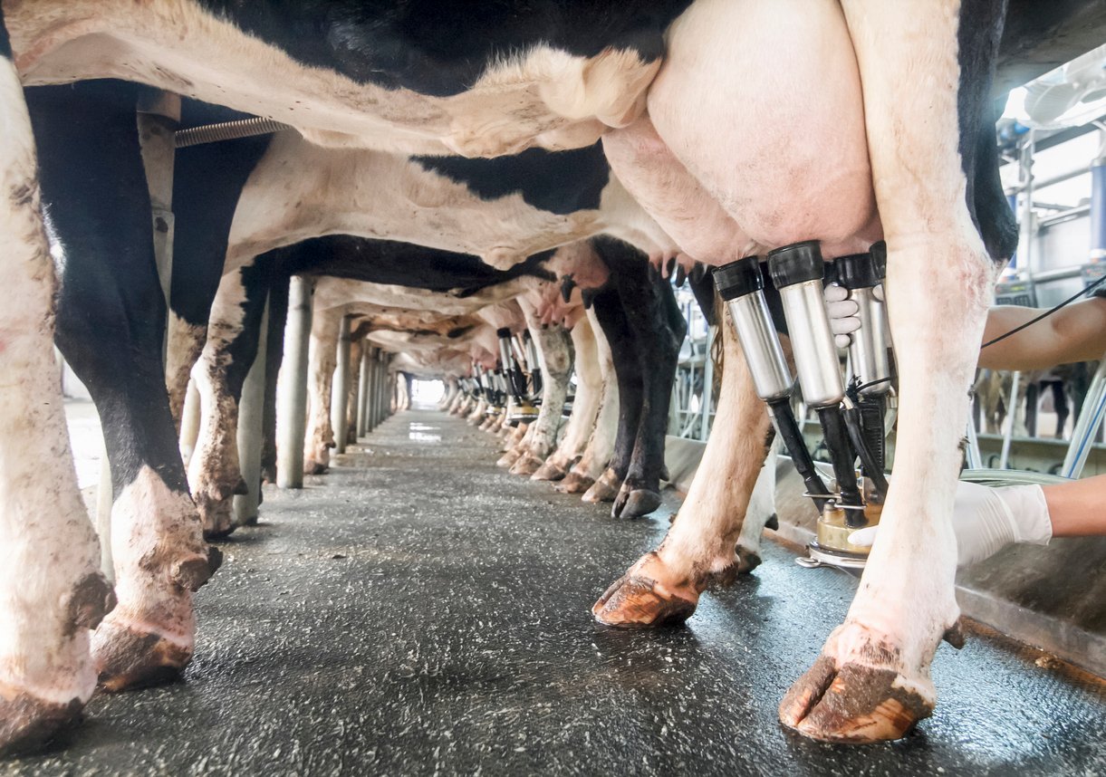 Rows-of-cows-being-milked