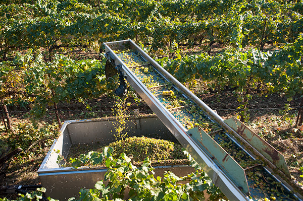 harvesting-grapes