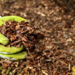 mulching a garden