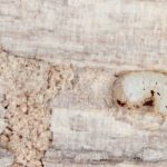 Woodworm in wood