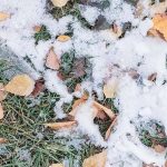 lawn covered in snow