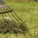 how to get rid of lawn moss