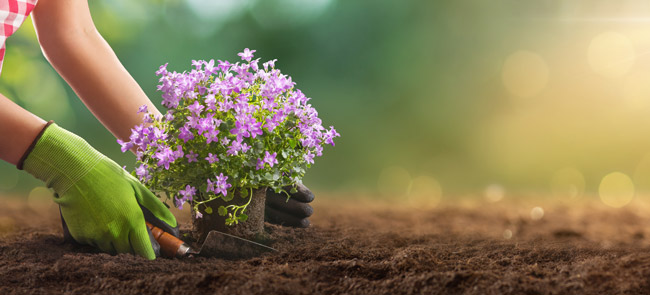 spring gardening