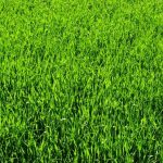 thick green lawn